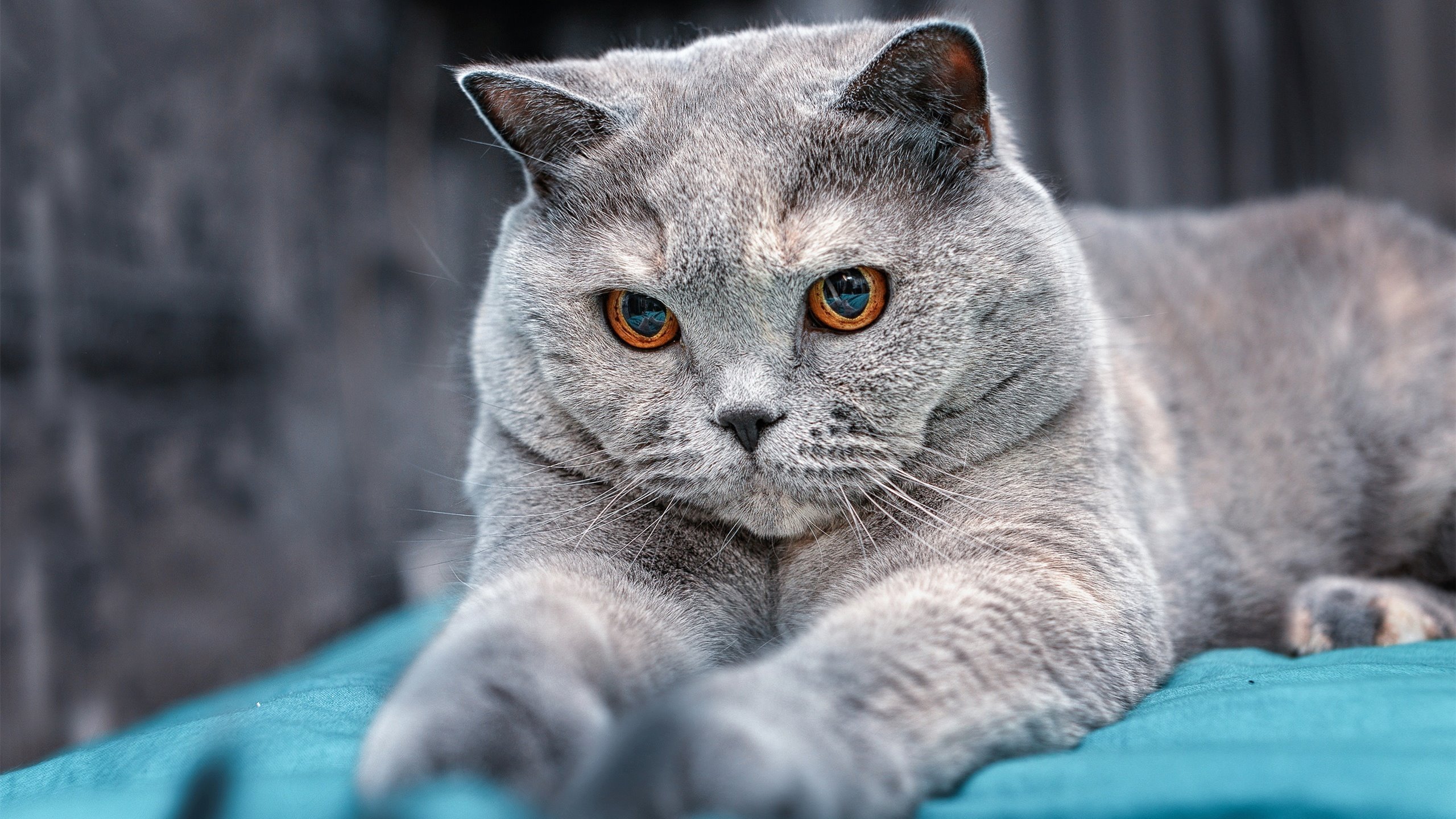 美国乒乓队的未来:如何优化选手阵容,增强比赛竞争力,美国乒乓球队名单