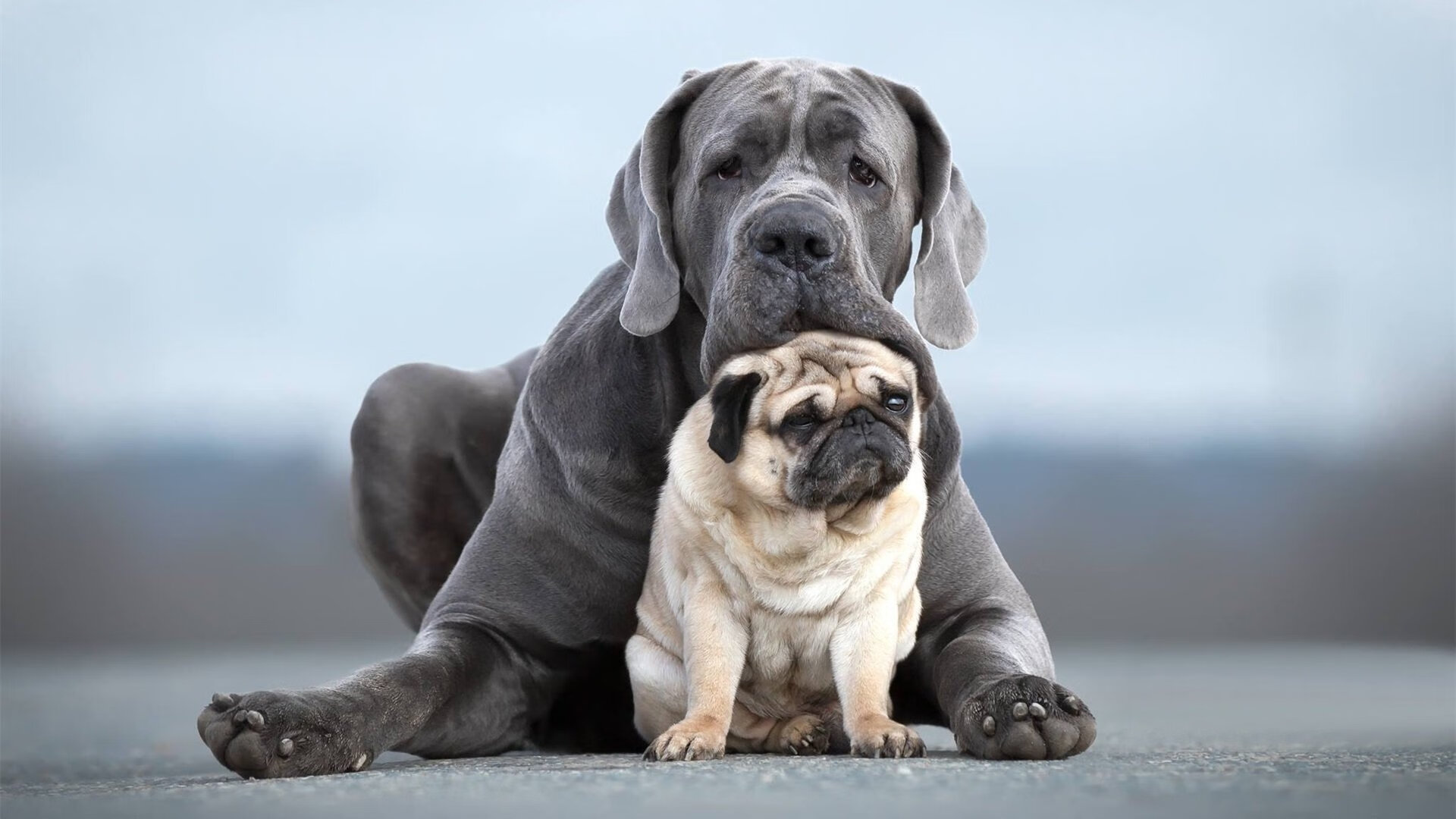 职业联赛与青训体系如何更有效衔接,职业联赛的性质