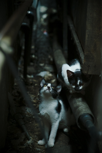 开云体育官网下载-中国足球首次引进职业心理教练助力球员成长，中国足球职业理事会