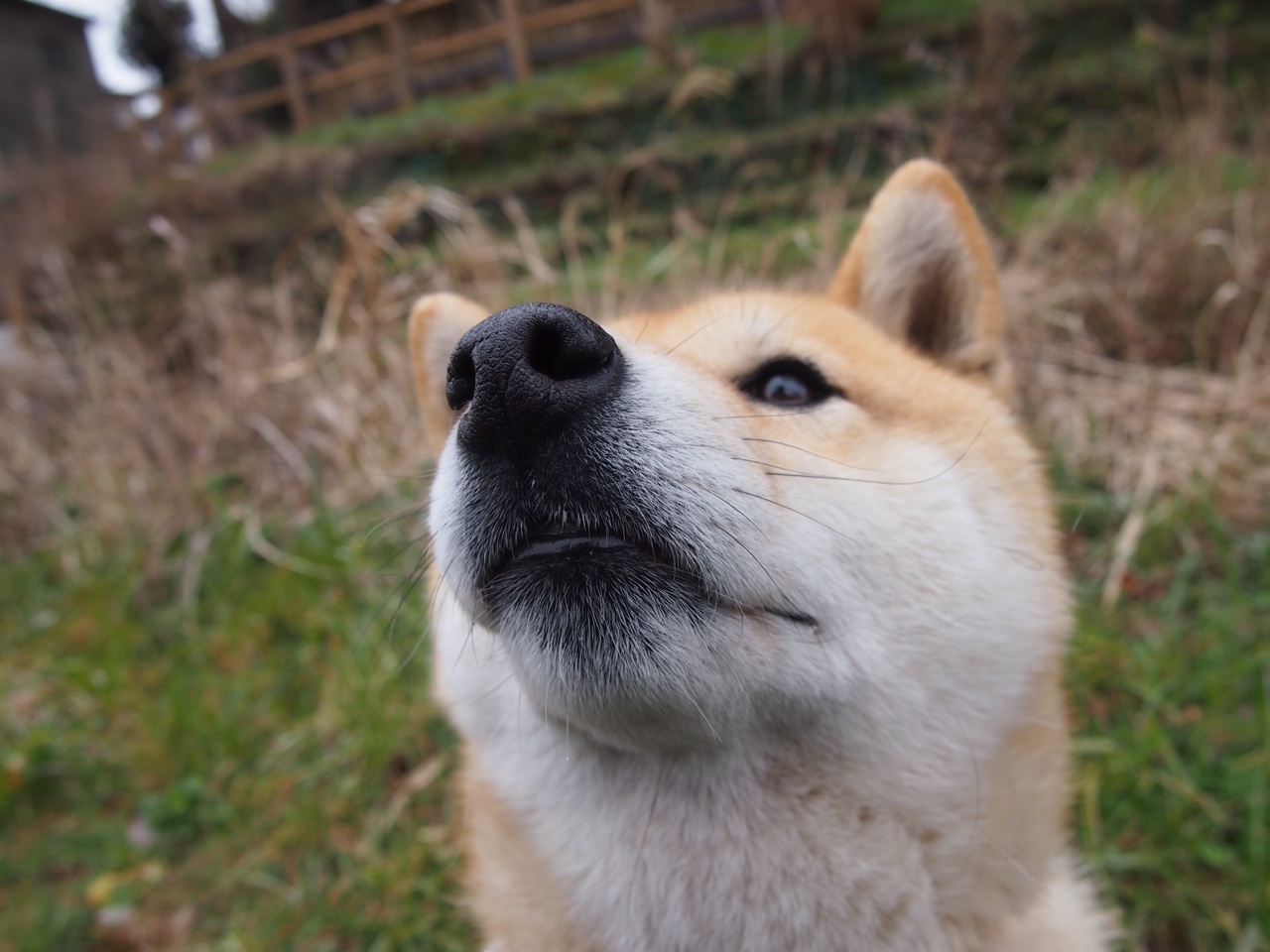 塔图姆表示凯尔特人目标只有总冠军,凯尔特人塔图姆打中锋可以吗