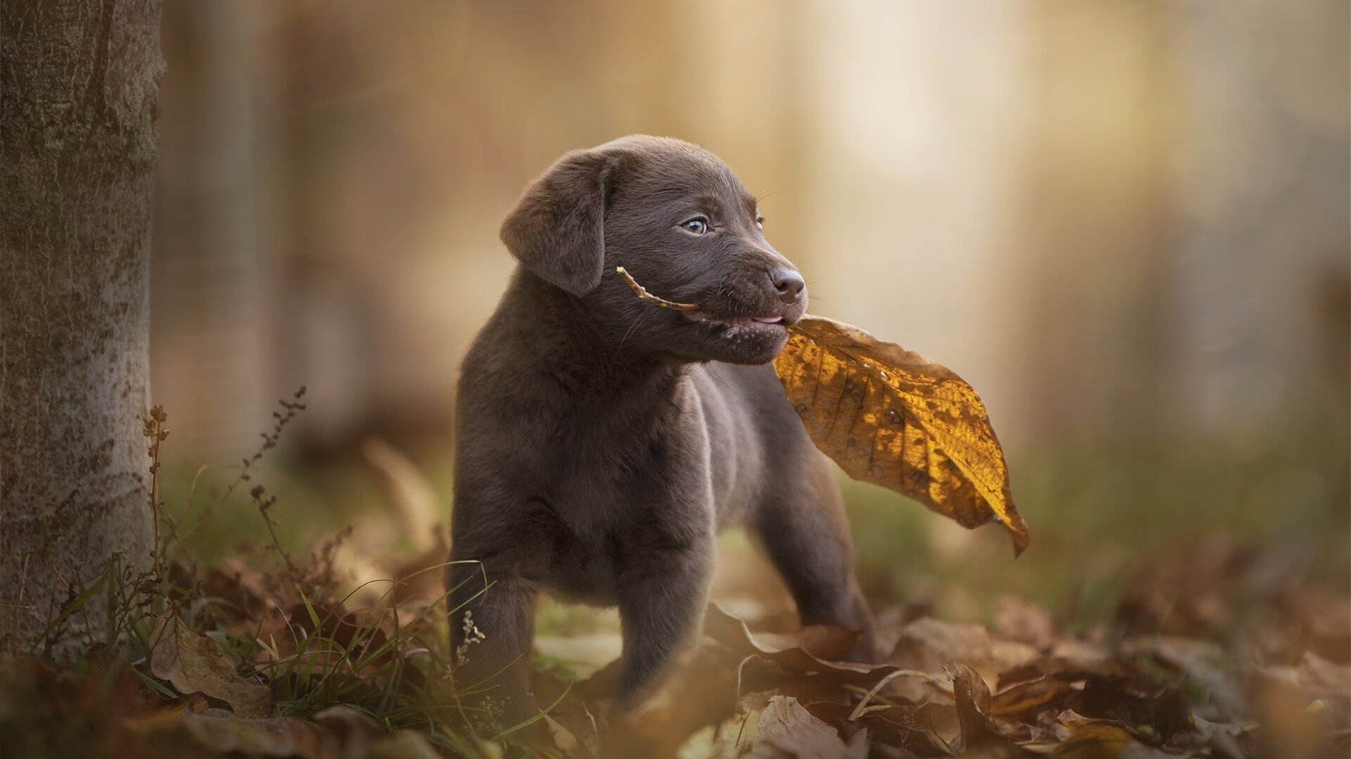 媒体评价球队战术全面升级堪称近年变化最大一支队伍,请问球队