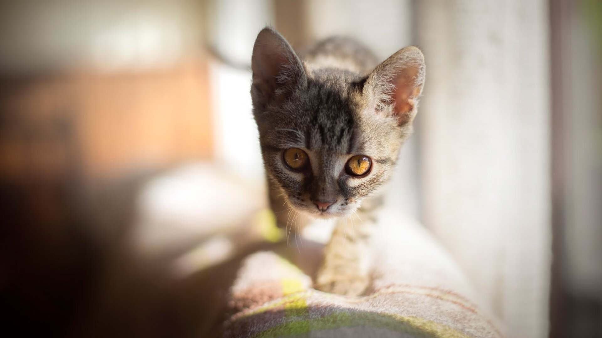 德甲劲爆对决:攻守激烈,精彩不断!,德甲经典比赛