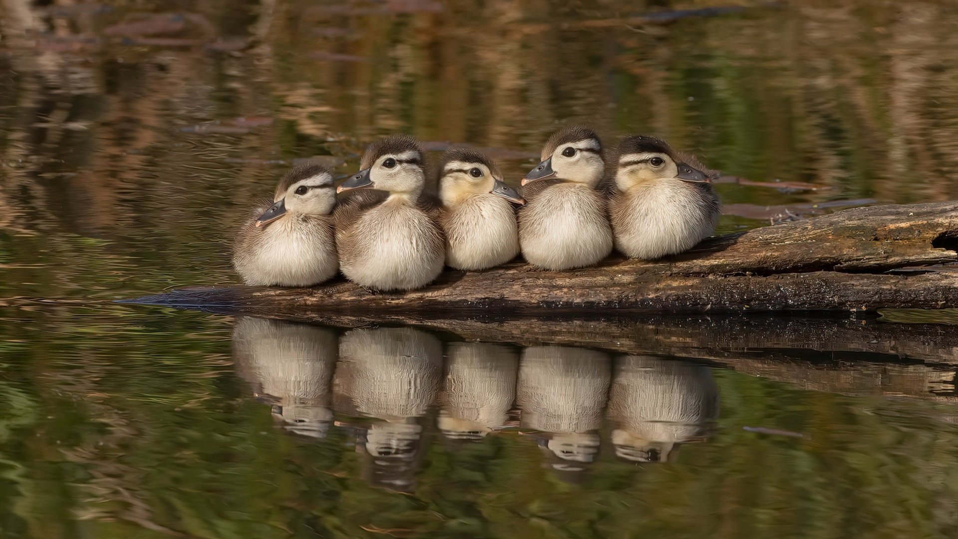 渡边一平冲刺阶段技压群雄,渡边彻百度百科