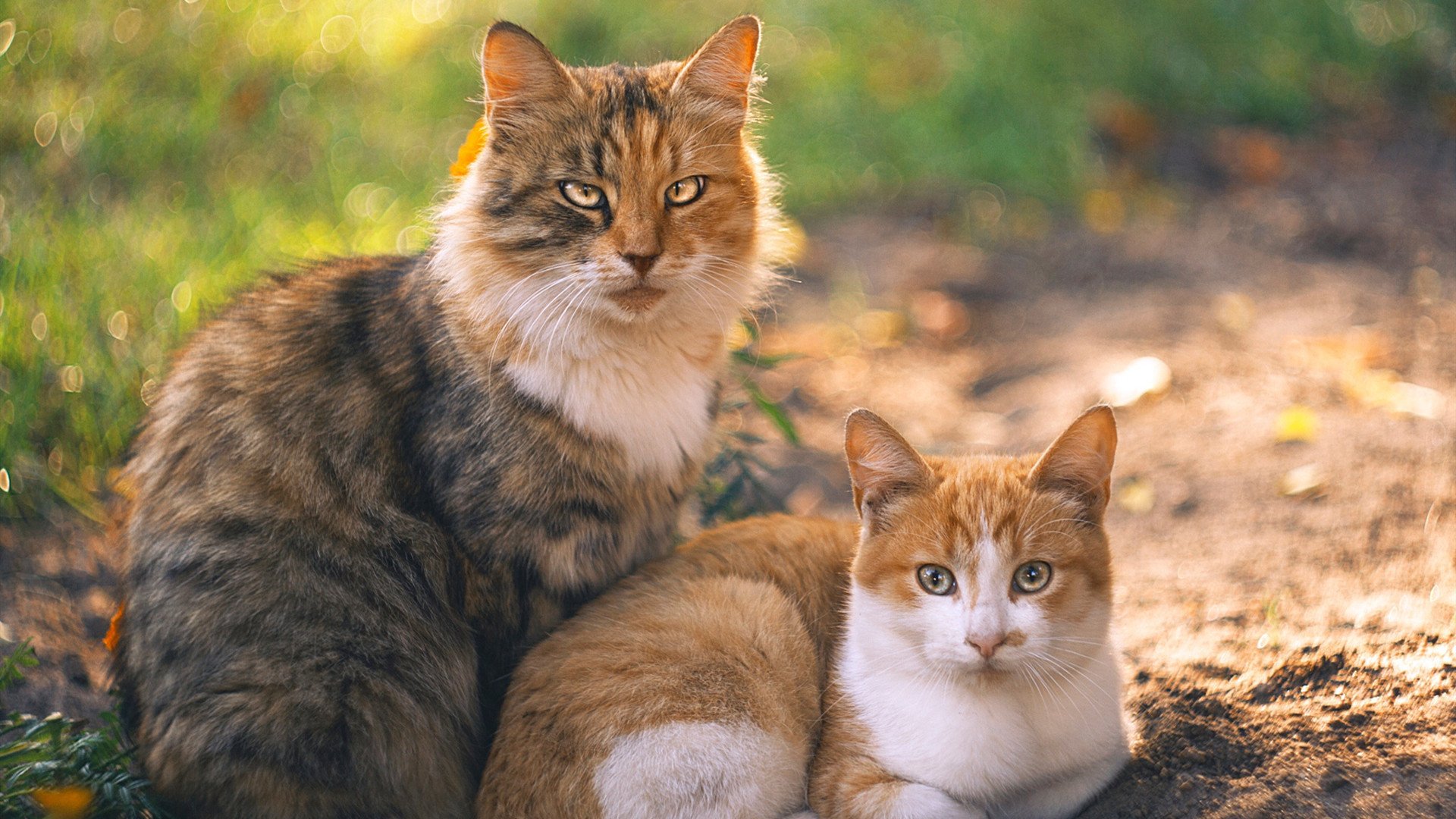 美国男篮在世界杯决赛中逆转夺冠,实现三连冠壮举