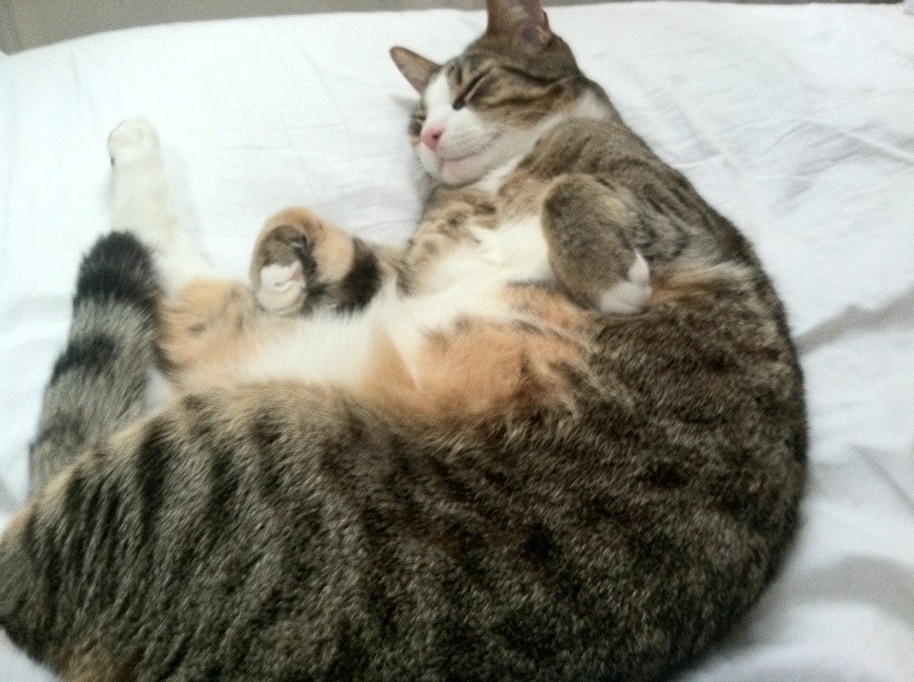 AI题材合力上攻，创业板指连涨四日，创业板ipo动态