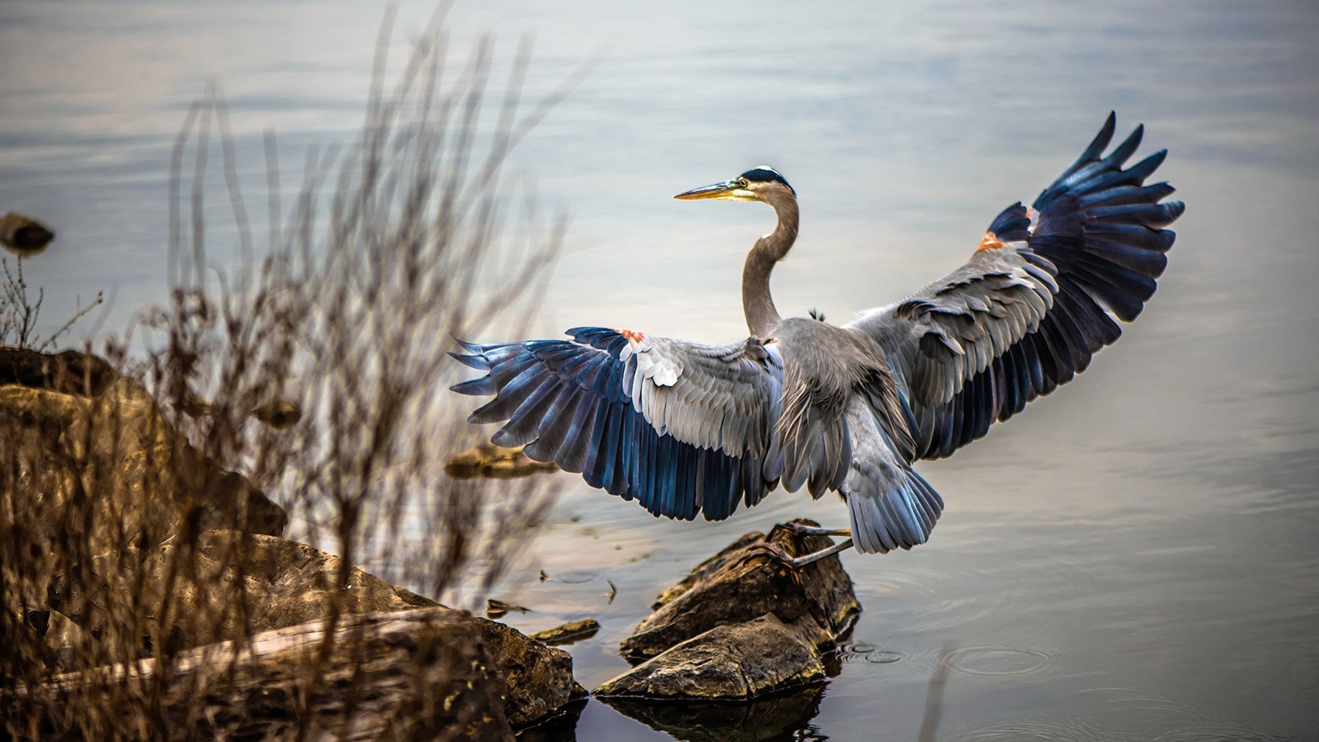 “丝路电商日”多国共议,数字共建未来图景